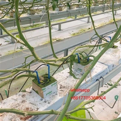গ্রিনহাউসে ক্রমবর্ধমান শসা এবং টমেটো, ক্রমবর্ধমান প্রক্রিয়া চলাকালীন উত্থিত ...